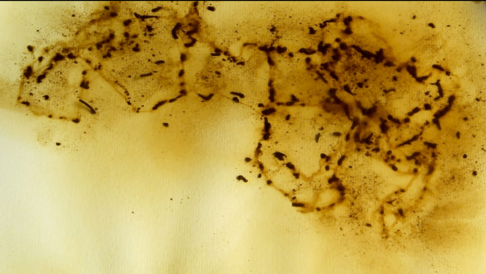 Rusaila Bazmalit_Awatani_still_2